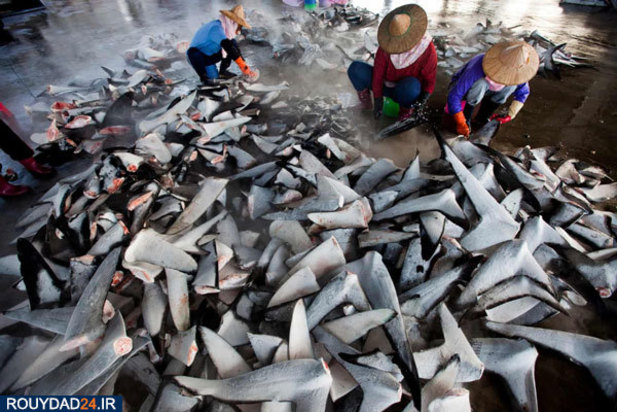 مسابقه عکاسی اقیانوس