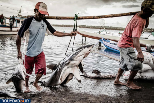 مسابقه عکاسی اقیانوس