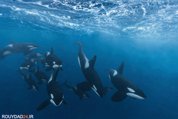 مسابقه عکاسی اقیانوس