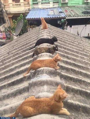 رعایت فاصله‌گذاری اجتماعی در بین حیوانات