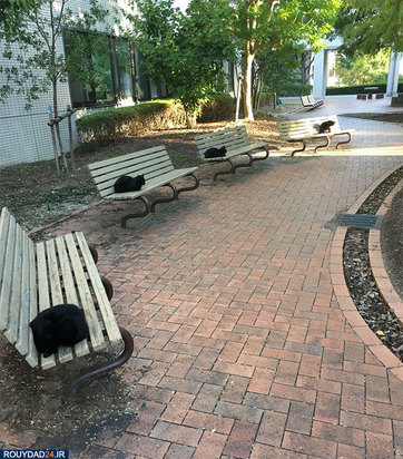 رعایت فاصله‌گذاری اجتماعی در بین حیوانات