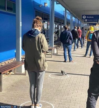 رعایت فاصله‌گذاری اجتماعی در بین حیوانات