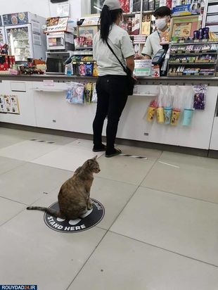 رعایت فاصله‌گذاری اجتماعی در بین حیوانات