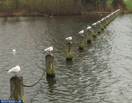 رعایت فاصله‌گذاری اجتماعی در بین حیوانات