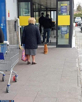 رعایت فاصله‌گذاری اجتماعی در بین حیوانات