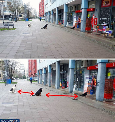 رعایت فاصله‌گذاری اجتماعی در بین حیوانات