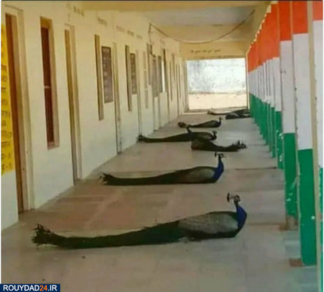 رعایت فاصله‌گذاری اجتماعی در بین حیوانات