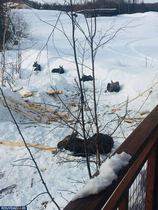 رعایت فاصله‌گذاری اجتماعی در بین حیوانات