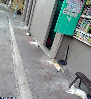 رعایت فاصله‌گذاری اجتماعی در بین حیوانات