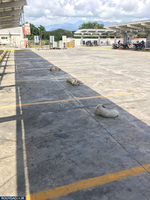 رعایت فاصله‌گذاری اجتماعی در بین حیوانات