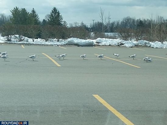 رعایت فاصله‌گذاری اجتماعی در بین حیوانات