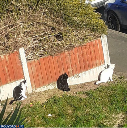 رعایت فاصله‌گذاری اجتماعی در بین حیوانات