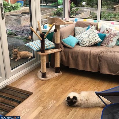 رعایت فاصله‌گذاری اجتماعی در بین حیوانات