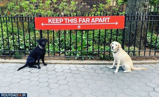 رعایت فاصله‌گذاری اجتماعی در بین حیوانات