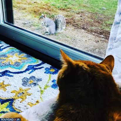 رعایت فاصله‌گذاری اجتماعی در بین حیوانات