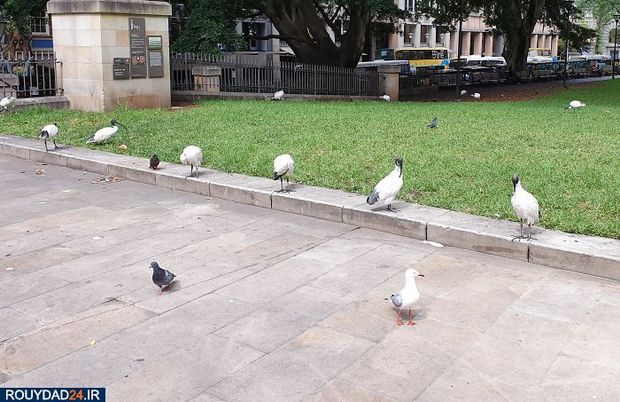 رعایت فاصله‌گذاری اجتماعی در بین حیوانات