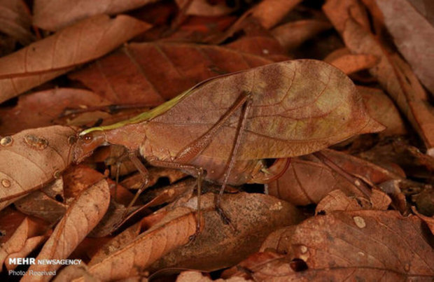 استتار حشرات