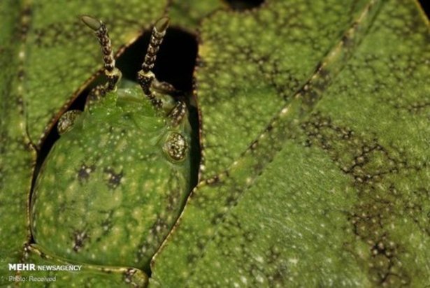 استتار حشرات