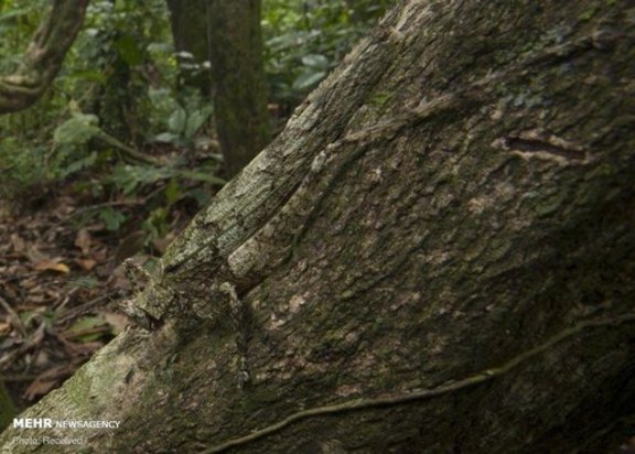 استتار حشرات