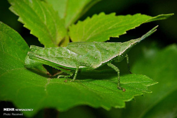 استتار حشرات