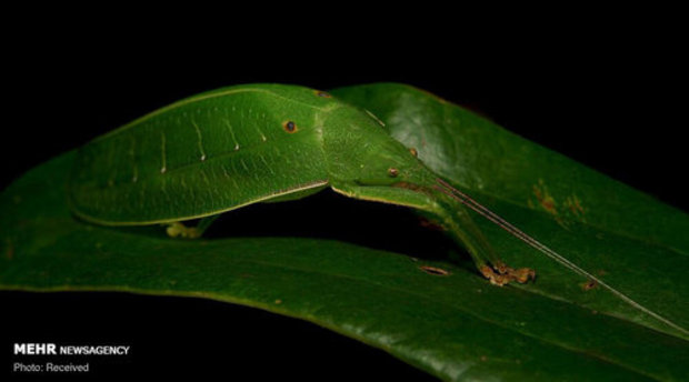 استتار حشرات