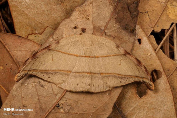 استتار حشرات