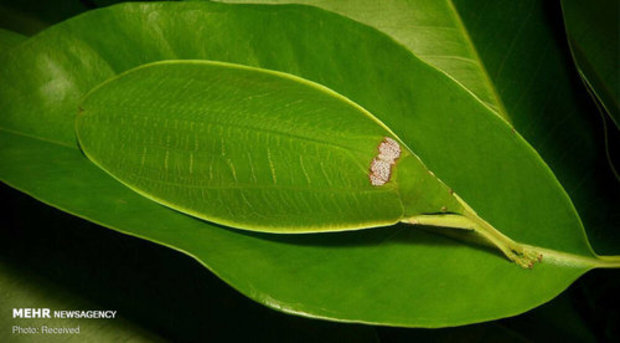 استتار حشرات