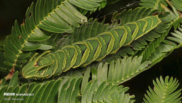 استتار حشرات