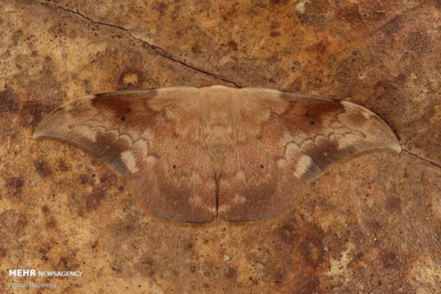 استتار حشرات