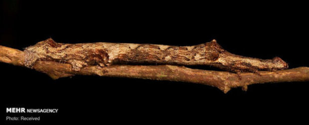 استتار حشرات