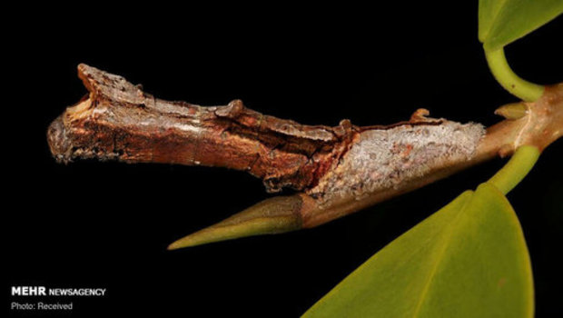 استتار حشرات