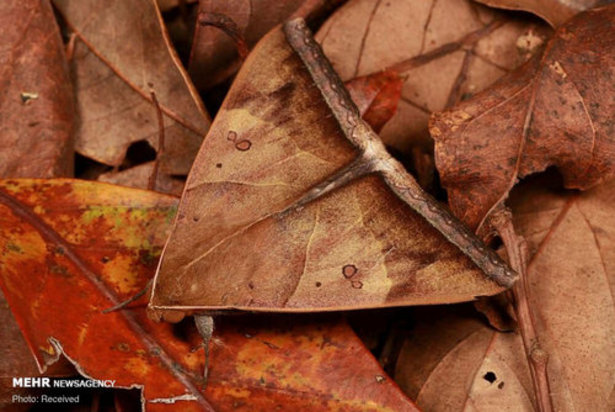 استتار حشرات