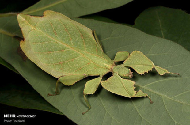 استتار حشرات