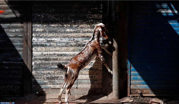 قرنطینه عجیب مناطق فقیرنشین هند