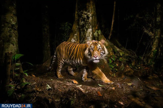 حیوانات عظیم‌الجثه حیات وحش