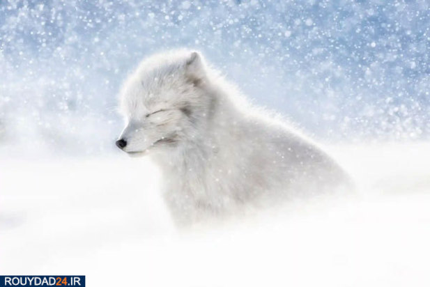 حیوانات عظیم‌الجثه حیات وحش