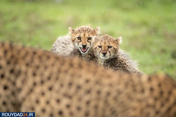 حیوانات عظیم‌الجثه حیات وحش