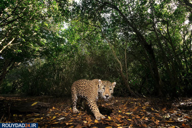 حیوانات عظیم‌الجثه حیات وحش