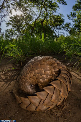 حیوانات عظیم‌الجثه حیات وحش