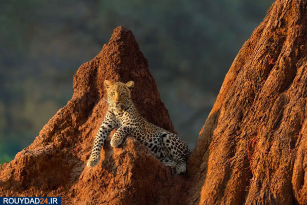 حیوانات عظیم‌الجثه حیات وحش