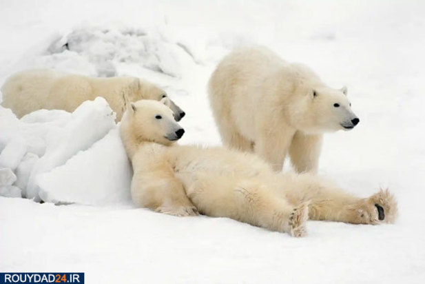 حیوانات عظیم‌الجثه حیات وحش