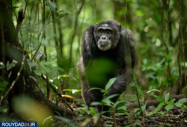 حیوانات عظیم‌الجثه حیات وحش