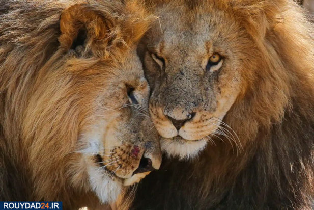 حیوانات عظیم‌الجثه حیات وحش