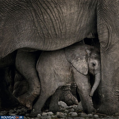 حیوانات عظیم‌الجثه حیات وحش