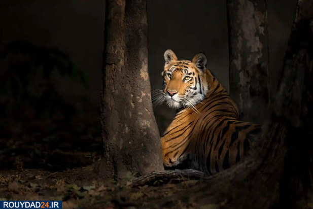 حیوانات عظیم‌الجثه حیات وحش