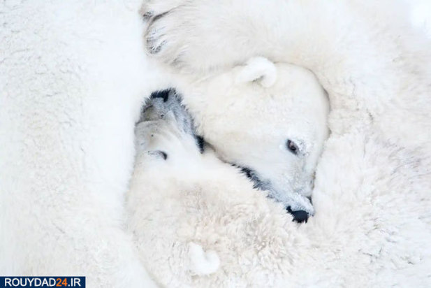 حیوانات عظیم‌الجثه حیات وحش