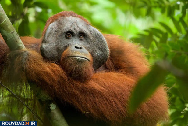 حیوانات عظیم‌الجثه حیات وحش