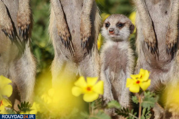 حیوانات عظیم‌الجثه حیات وحش