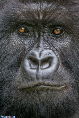 حیوانات عظیم‌الجثه حیات وحش