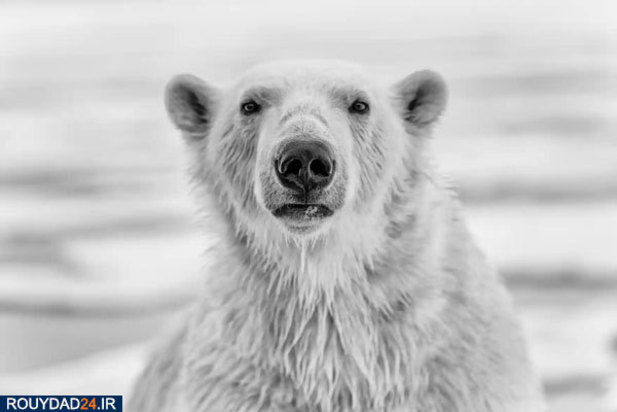 حیوانات عظیم‌الجثه حیات وحش